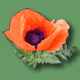 Poppy